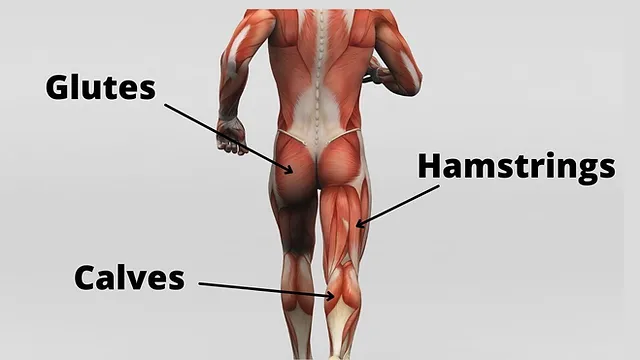 11 Bài Tập Chân Tại Phòng Gym Cho Mọi Cấp Độ 1 11 Bài Tập Chân Tại Phòng Gym Cho Mọi Cấp Độ 1